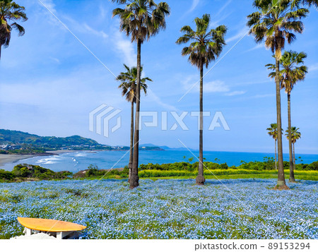 Nemophila in Hyuga Kanegahama View Garden 89153294