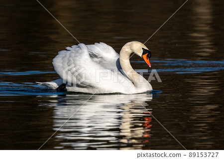 Mute swan, Cygnus olor swimming on a lake in Munich, Germany 89153727