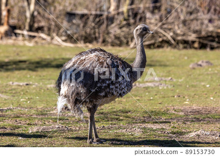 Darwin's rhea, Rhea pennata also known as the lesser rhea. Darwin's rhea, Rhea pennata also known as the lesser rhea. 89153730