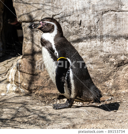 Humboldt Penguin, Spheniscus humboldti in a park 89153734