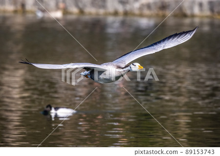 The bar-headed goose, Anser indicus flying over a lake in English Garden in Munich The bar-headed goose, Anser indicus flying over a lake in English Garden in Munich 89153743