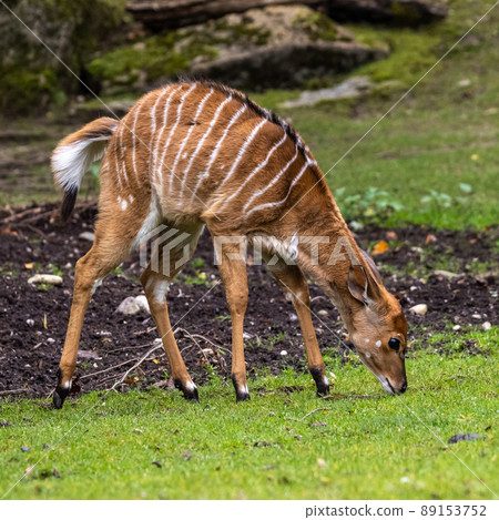 Baby Nyala Antelope - Tragelaphus angasii. Wild life animal. 89153752
