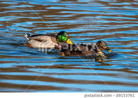 Wild duck or mallard, Anas platyrhynchos swimming in a lake Wild duck or mallard, Anas platyrhynchos swimming in a lake 89153761