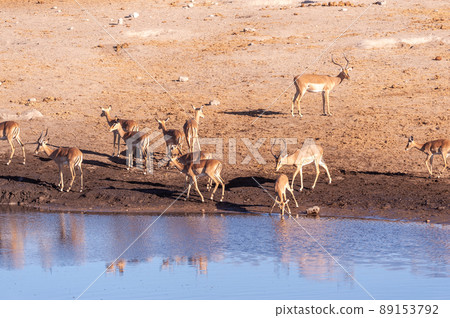 Impalas drinking from a waterhole 89153792