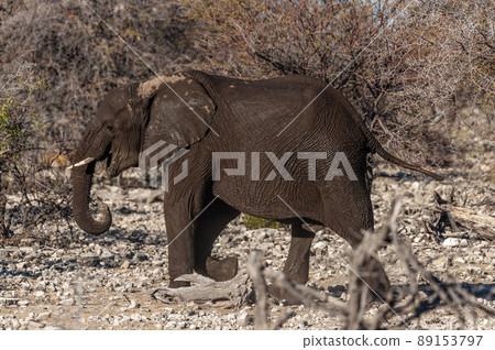Closeup of an African Elephant Passing By 89153797