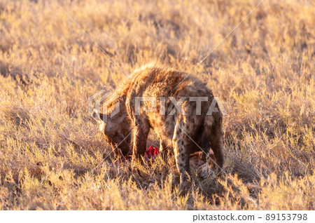 Spotted Hyena with Prey 89153798