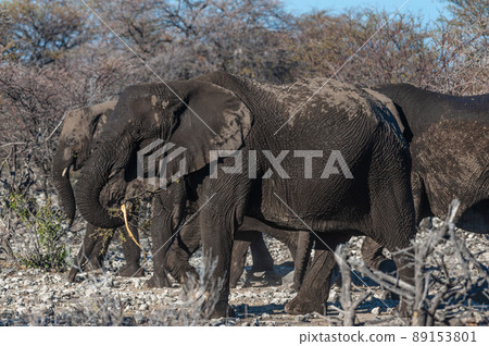 Closeup of an African Elephant Passing By Closeup of an African Elephant Passing By 89153801