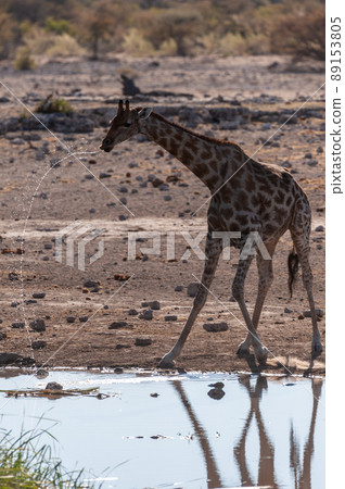 Giraffes in Etosha National Park 89153805