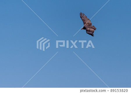 White-headed Vulture in Flight over Etosha White-headed Vulture in Flight over Etosha 89153820
