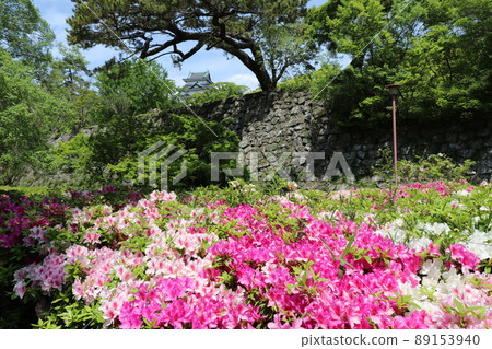 Castle azalea 10 Castle azalea 10 89153940