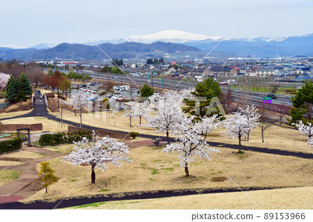山形縣嵯峨市最上川故鄉綜合公園櫻花月山 山形縣嵯峨市最上川故鄉綜合公園櫻花月山 89153966