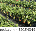 Strawberry  89154349