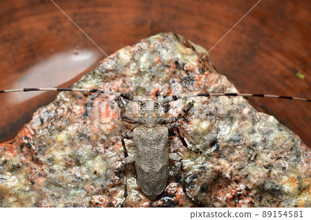 A gray barbel beetle with striped whiskers sits on granite. 89154581