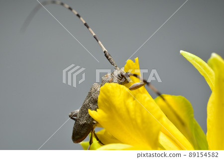 A gray barbel beetle hid behind a flower petal. 89154582