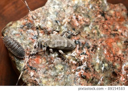 A woodcutter beetle with a long mustache and a wood lice are sitting on a granite stone. 89154583