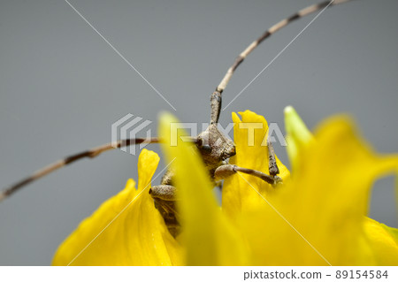 The beetle Acanthocinus aedilis hid behind a flower petal. 89154584