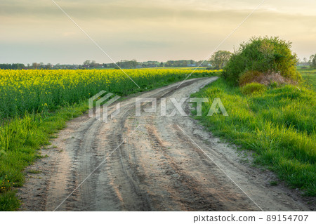 Sandy road by a rape field and the evening sky Sandy road by a rape field and the evening sky 89154707