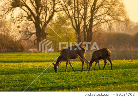 A doe with her young grazing on a meadow A doe with her young grazing on a meadow 89154708
