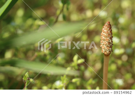 A single horsetail standing upright in the bright sunlight against the background of green weeds. Pull image. To the right A single horsetail standing upright in the bright sunlight against the background of green weeds. Pull image. To the right 89154962