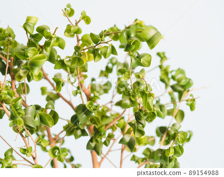 Benja Mina Baroque 89154988