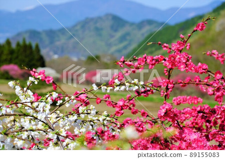 盛開的桃花盛開在satoyama 89155083