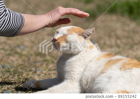 撫摸一隻貓，一隻棕白色的貓 89155242