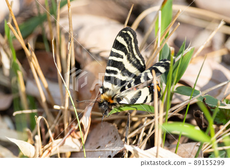 Gift butterfly Gift butterfly 89155299