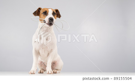 Jack russell terrier dog holding a type c cable in his teeth on a white background. Copy space. Jack russell terrier dog holding a type c cable in his teeth on a white background. Copy space. 89155504
