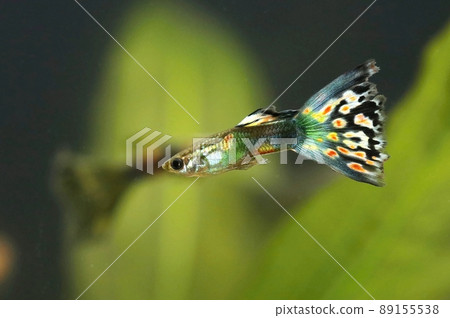 The guppy fish Poecilia reticulata male in aquarium The guppy fish Poecilia reticulata male in aquarium 89155538