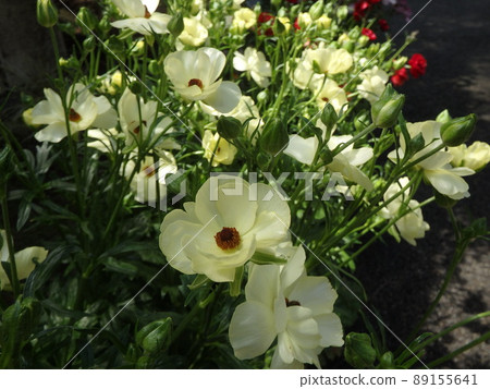 Spring flower Spring flower 89155641