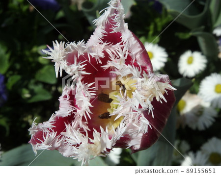 Spring flower Spring flower 89155651