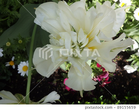 Spring flower Spring flower 89155659