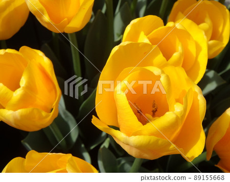 Spring flower Spring flower 89155668