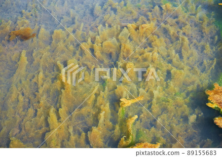 Green and orange algae on the river. Pollution of the environment. 89155683