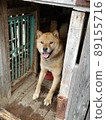 Hokkaido dog happily jumping out from time to time 89155716