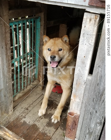 北海道狗時不時開心地跳出來 北海道狗時不時開心地跳出來 89155716