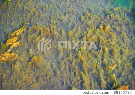 Green and orange algae on the river. Pollution of the environment. 89155783