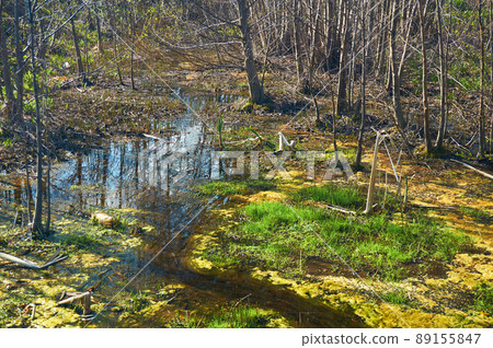Green and orange algae on the river. Pollution of the environment. 89155847