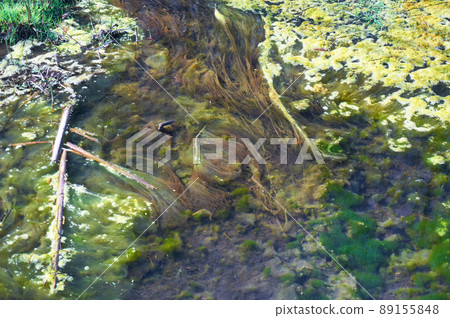 Green and orange algae on the river. Pollution of the environment. 89155848