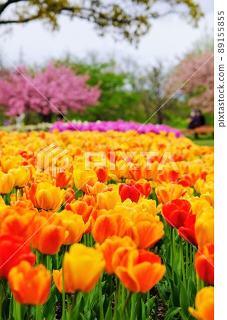 Colorful tulips in full bloom in spring Colorful tulips in full bloom in spring 89155855