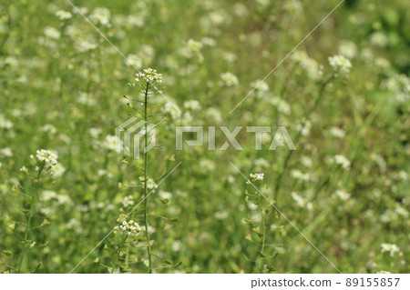 A close-up of the penpen grass (Nazuna) that is in full bloom in the field. Slightly to the left 89155857
