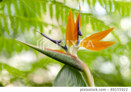 Bird of Paradise 89155922