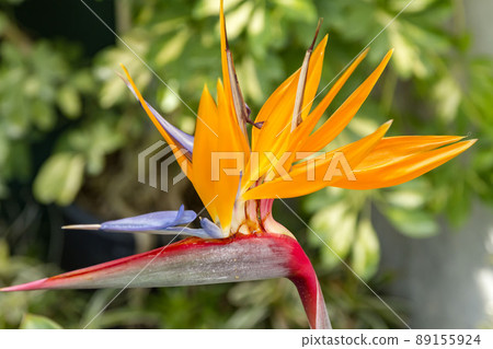 Bird of Paradise 89155924