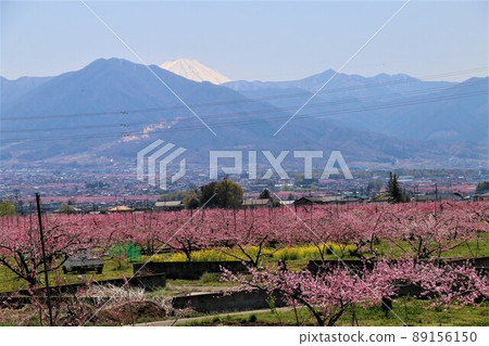山梨市盛開的桃花田 89156150