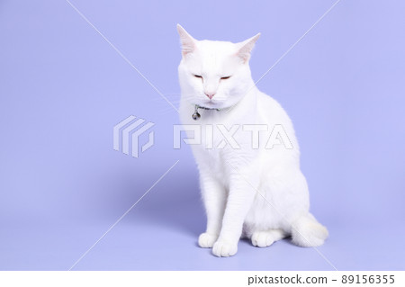 Cat in Purple Cat in Purple 89156355