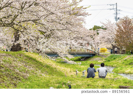 A row of cherry blossom trees on the Kannonji River Sakura Fubuki, Inawashiro Town, Fukushima Prefecture A row of cherry blossom trees on the Kannonji River Sakura Fubuki, Inawashiro Town, Fukushima Prefecture 89156561