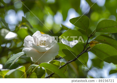 茶花 89156721