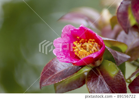 Camellia 89156722