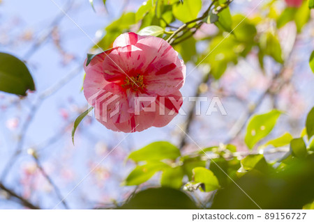 茶花 89156727