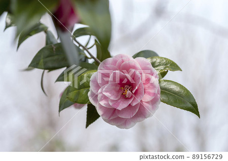 茶花 89156729